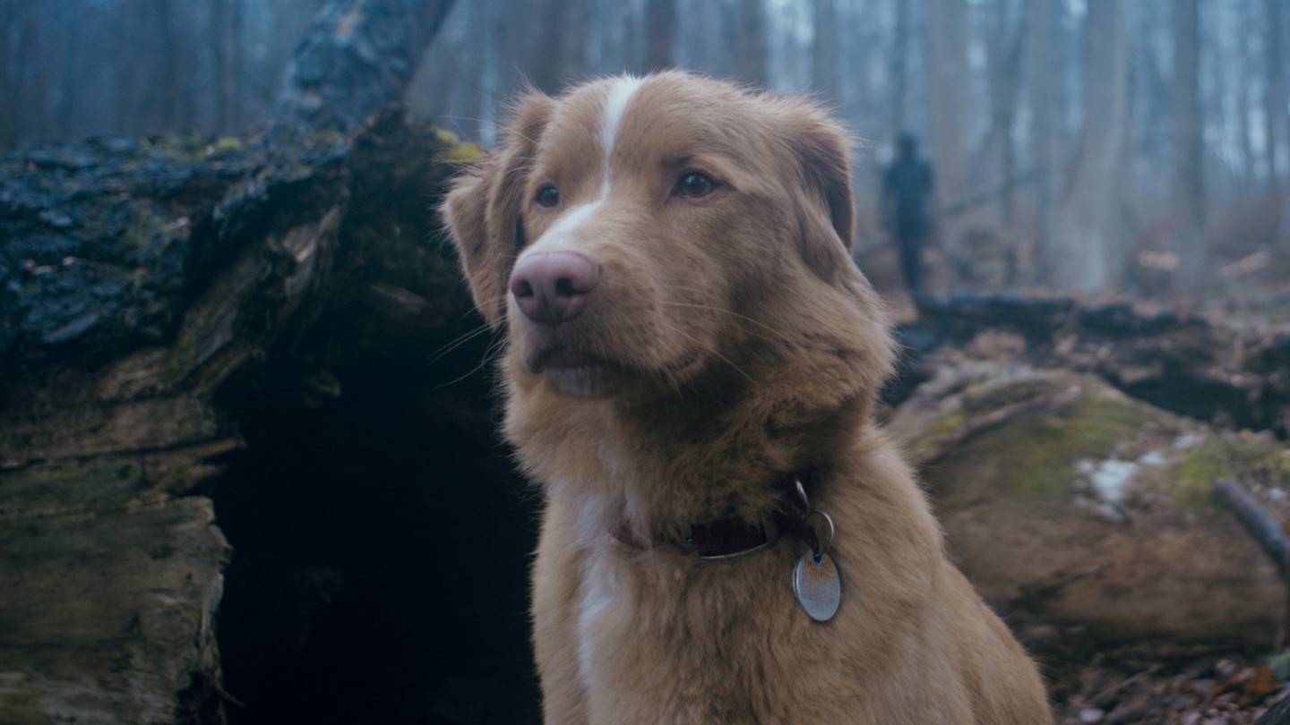 Yakında vizyona girecek korku gerilim filmi GOOD BOY’dan ürkütücü ikinci fragman