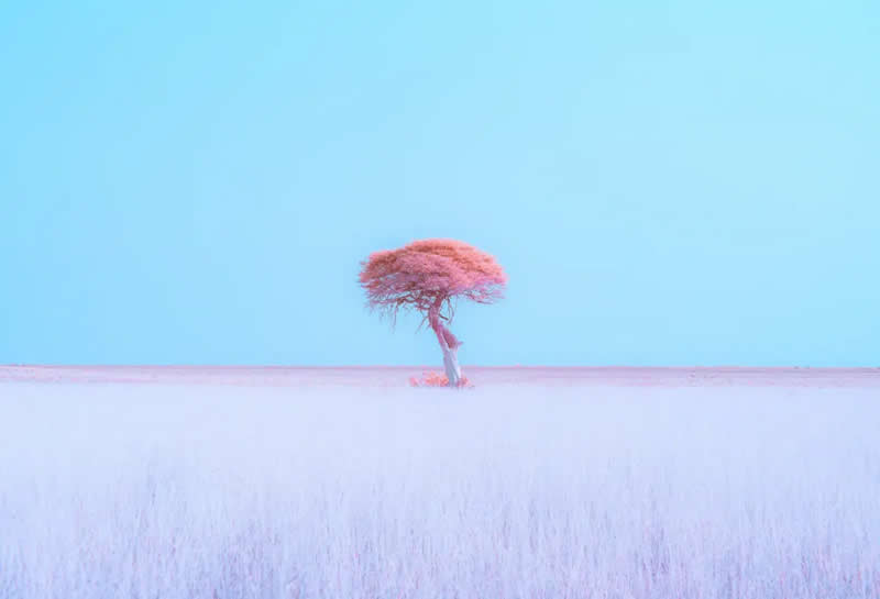 2025 Minimalist Fotoğrafçılık Ödülleri’nden Muhteşem Kazanan Fotoğraflar