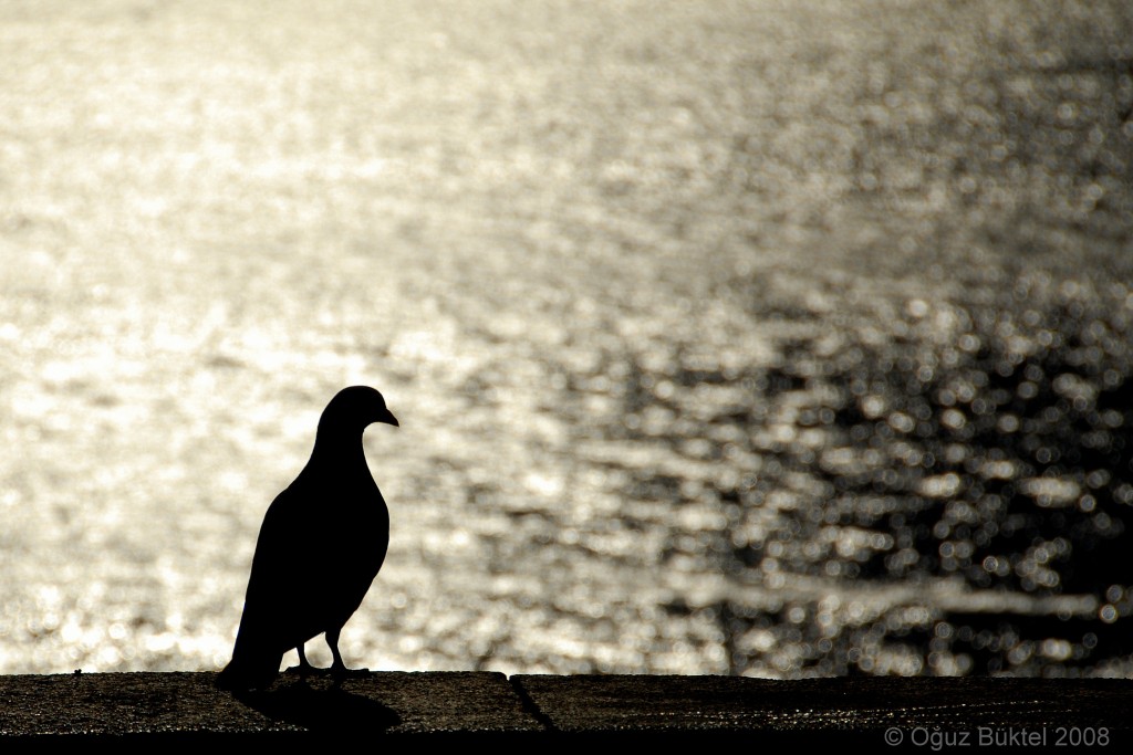 when-doves-cry