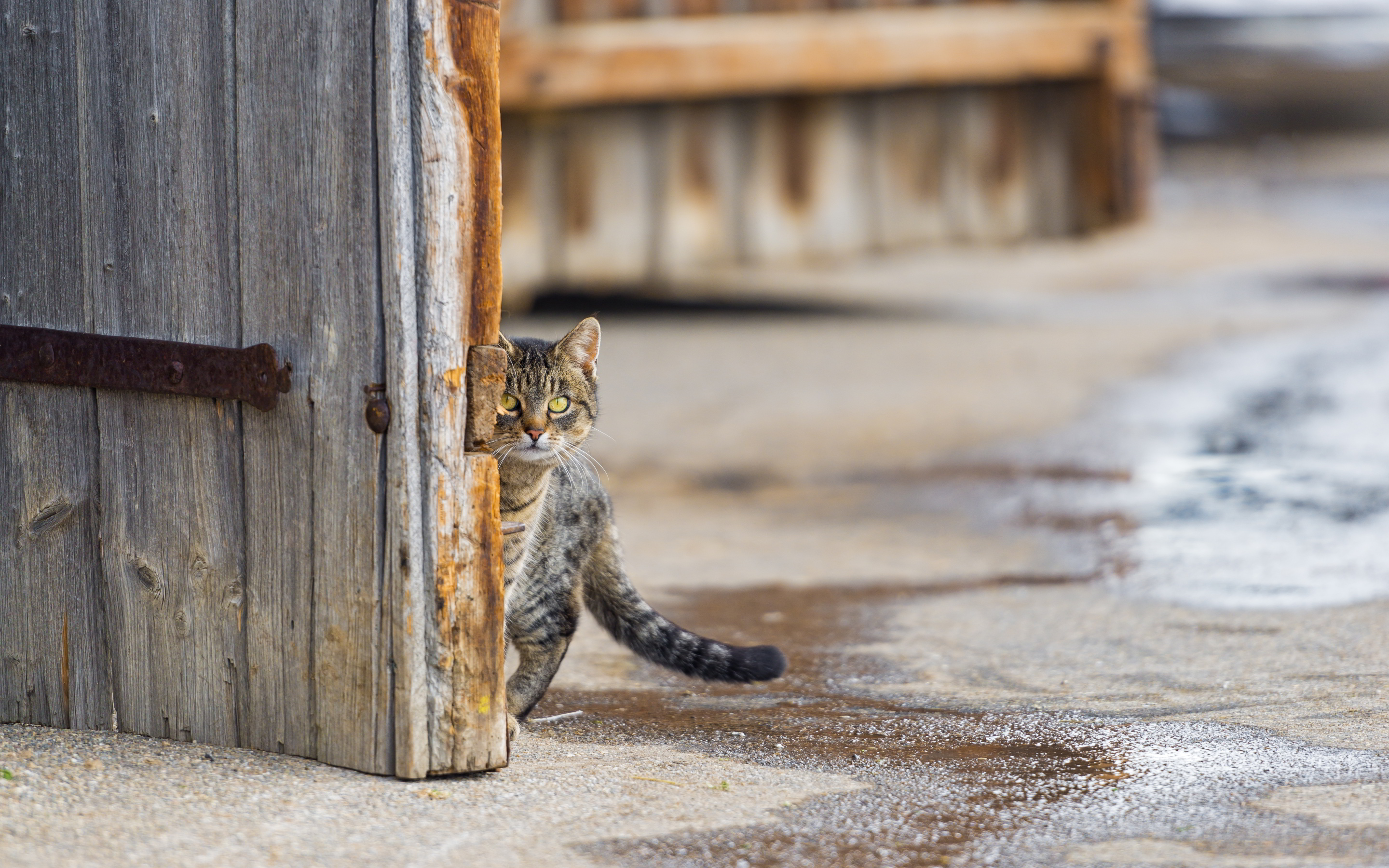 Шагающий кот. Коты на улице. Уличные коты. Дворовый кот.