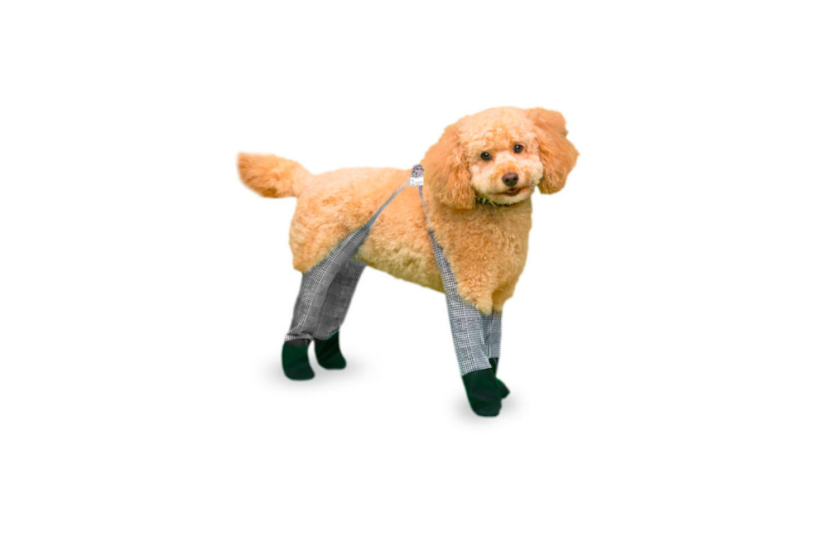 Walkee Paws, köpeklerin patilerini sıcak tutmak için kıyafetler